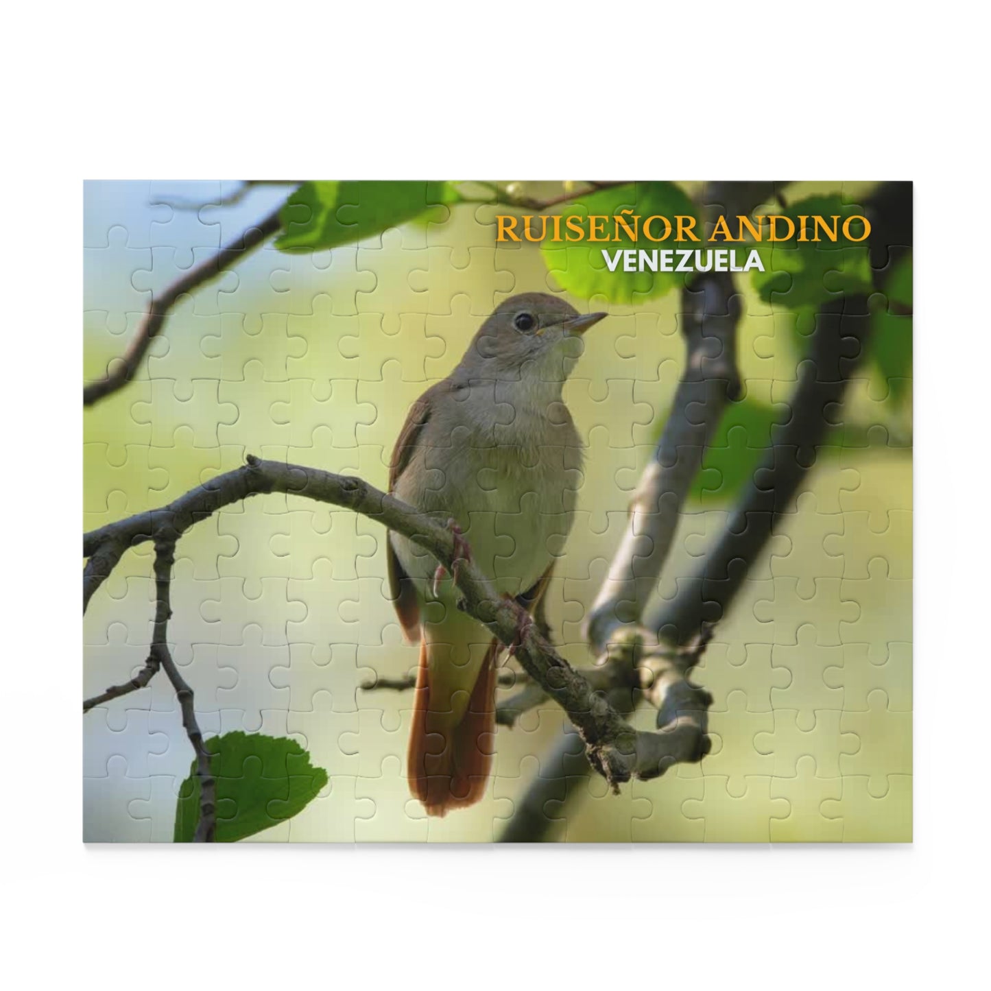 Rompecabezas Ruiseñor Andino | Puzzle de Aves y Naturaleza en Venezuela (120, 252 o 500 Piezas)