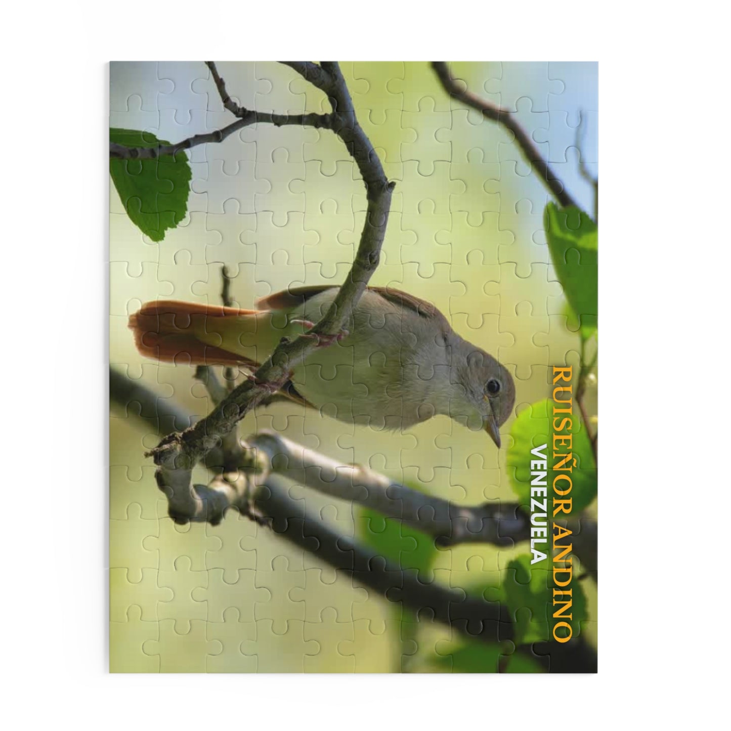 Rompecabezas Ruiseñor Andino | Puzzle de Aves y Naturaleza en Venezuela (120, 252 o 500 Piezas)