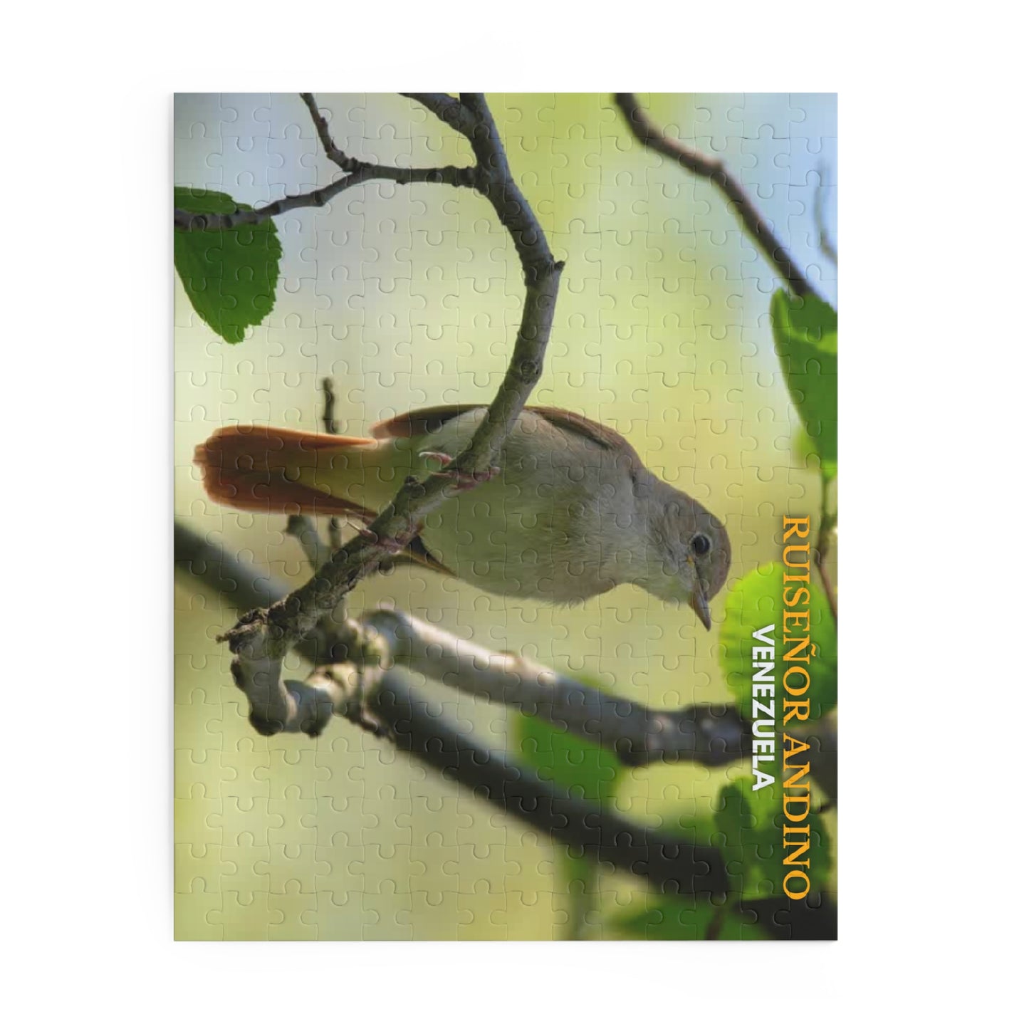 Rompecabezas Ruiseñor Andino | Puzzle de Aves y Naturaleza en Venezuela (120, 252 o 500 Piezas)